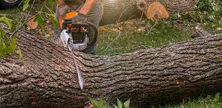 Niceville, FL Tree Services Company